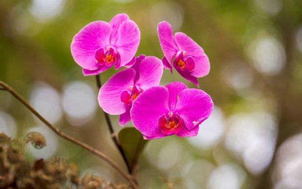 Earth Orchid Flowers Flower Pink Flower Nature Bokeh HD Wallpaper | Background Image