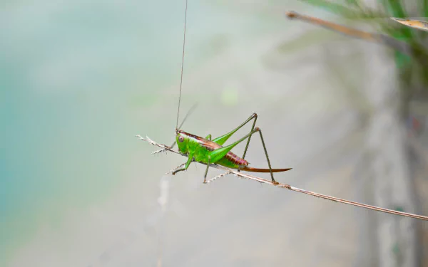macro insect Animal grasshopper HD Desktop Wallpaper | Background Image