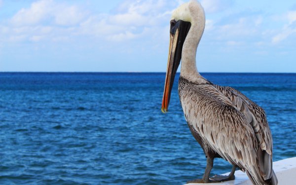 Animal Pelican Birds Pelicans Bird Ocean Horizon HD Wallpaper | Background Image