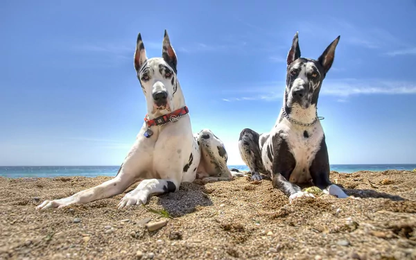 Two Great Dane dogs lying on a sandy beach under a clear blue sky, captured in a high-definition desktop wallpaper image.