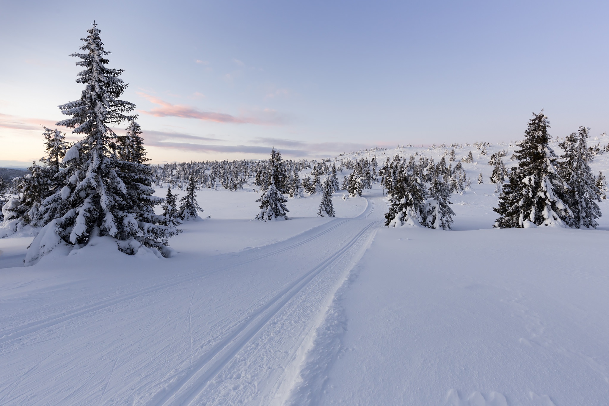 Download Path Tree Landscape Snow Nature Winter HD Wallpaper