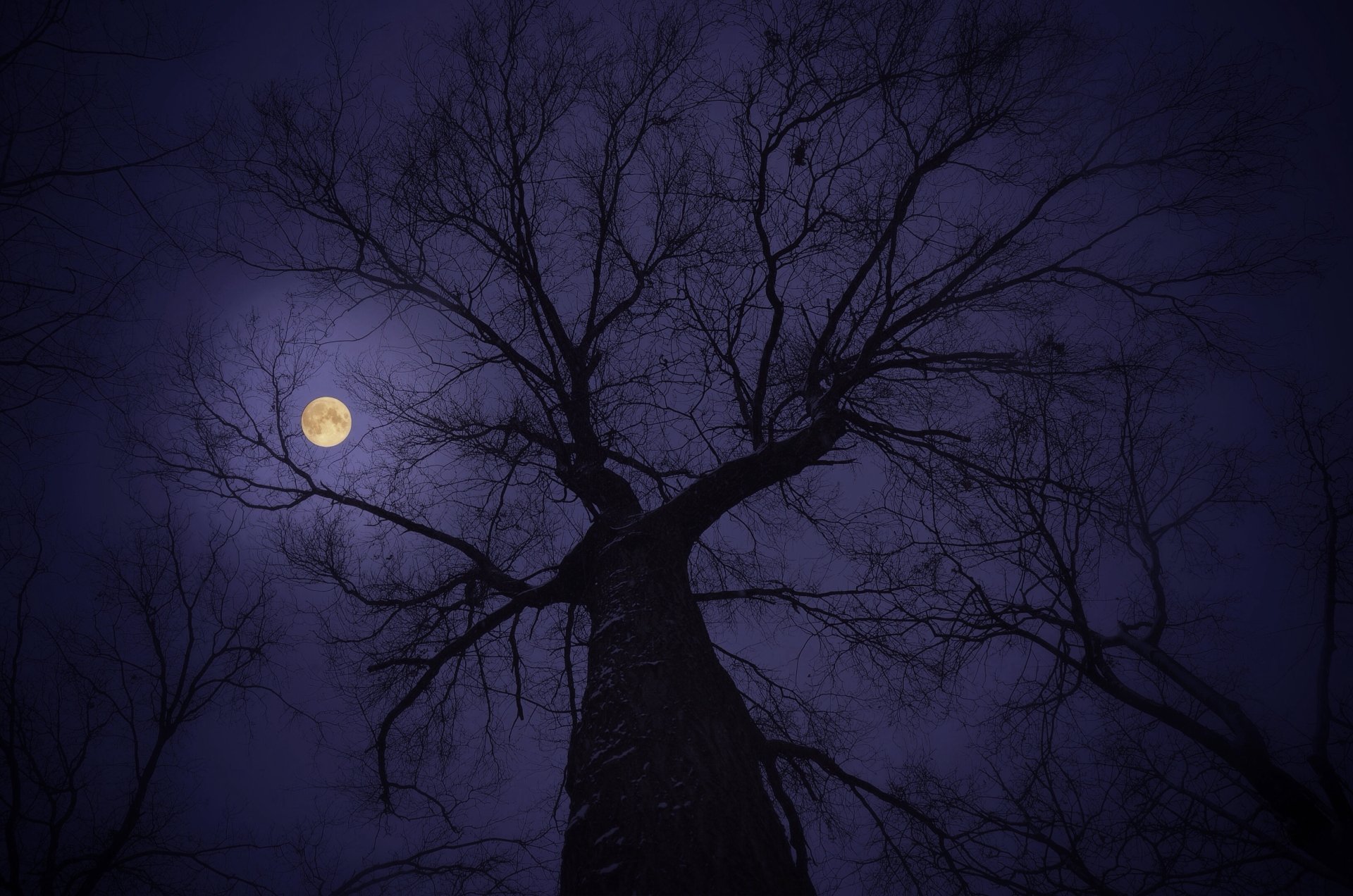 Tree in the Moonlight Papel de Parede HD | Plano de Fundo | 3264x2162