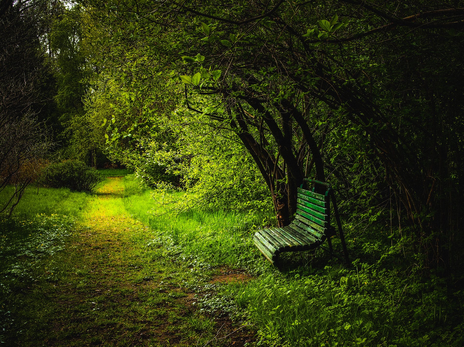 Serene Forest Path with Bench - 4K Ultra HD Wallpaper
