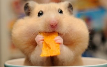 Download Hamster Close-up Rodent Animal PFP by disgruntledbaker1