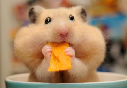 Close-up HD desktop wallpaper of a hamster rodent with full cheeks holding and nibbling on an orange piece of food.