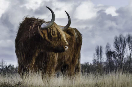 Animal cow HD Desktop Wallpaper | Background Image