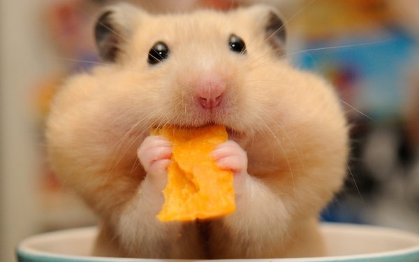Animal Hamster Rodent Close-Up HD Wallpaper | Background Image