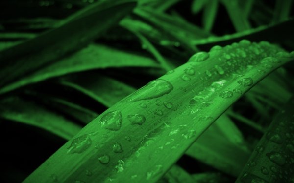 Nature Water Drop Leaf Macro HD Wallpaper | Background Image