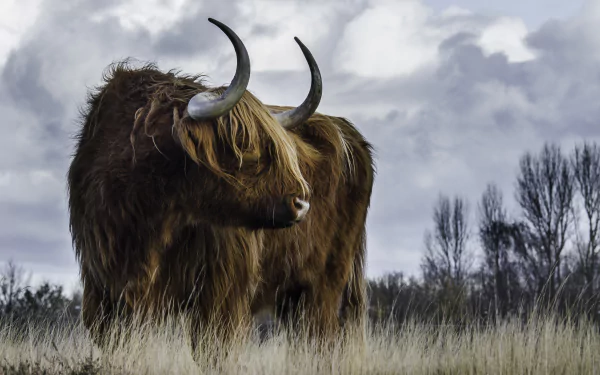 Animal cow HD Desktop Wallpaper | Background Image