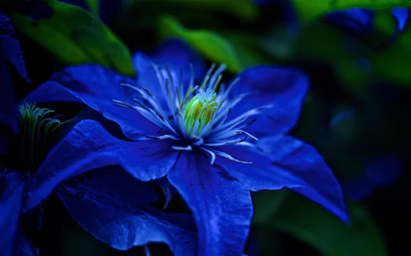 blue flower nature flower HD Desktop Wallpaper | Background Image