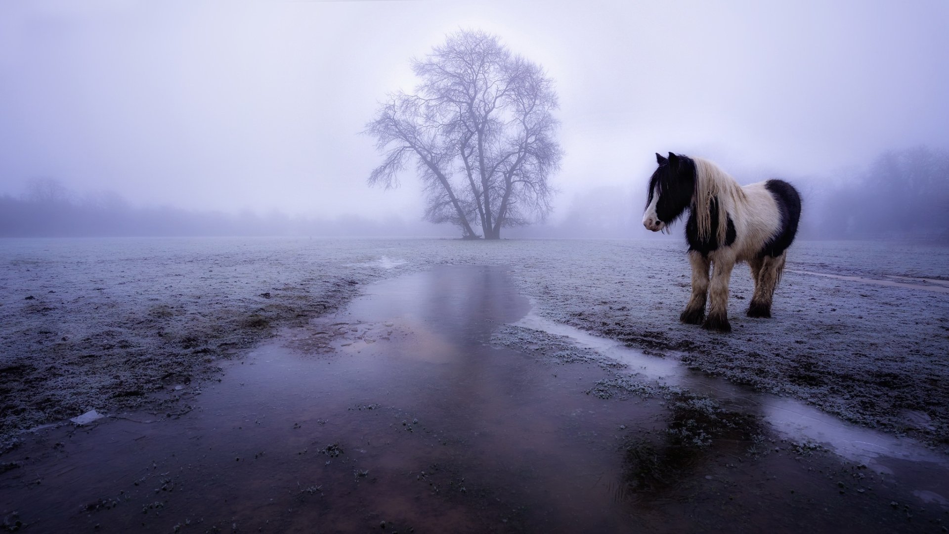 A horse stands in a foggy, winter landscape beside a reflective puddle, with a barren tree in the background. This HD desktop wallpaper captures a serene, misty morning in nature.