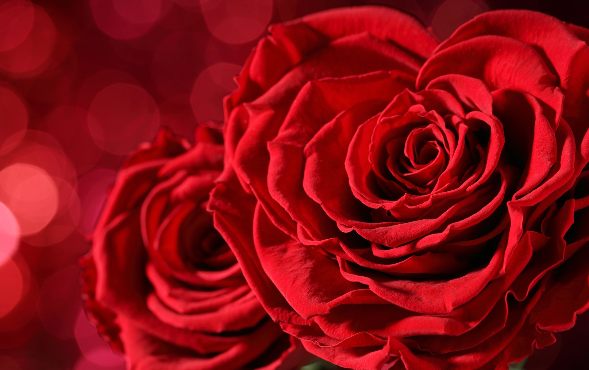 Download Bokeh Flower Red Rose Bud Red Flower Macro Nature Rose  8k Ultra HD Wallpaper