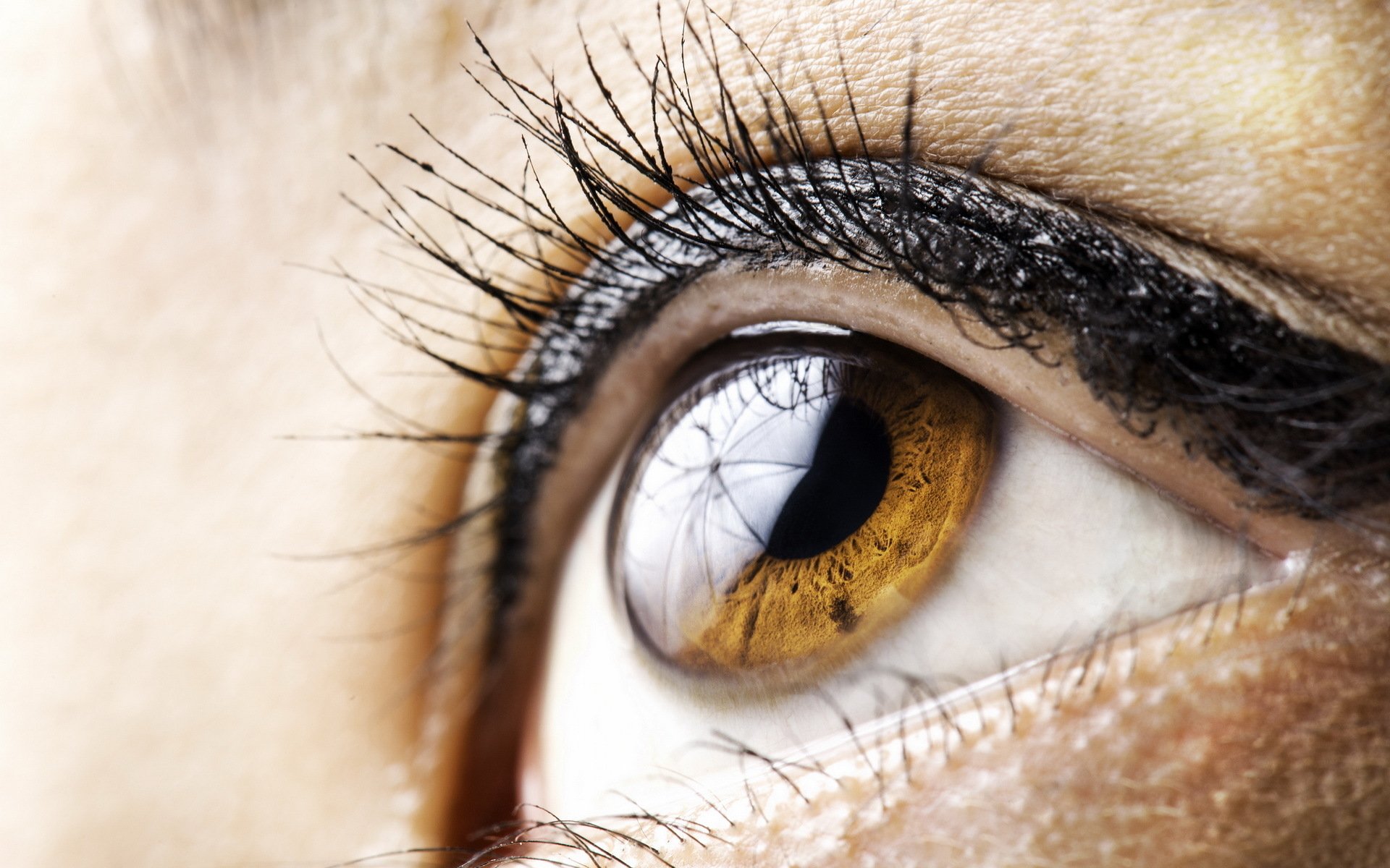 Download Macro Brown Eyes Woman Eye HD Wallpaper