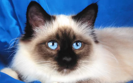 Close-up of a Birman cat with striking blue eyes against a vibrant blue background, captured in HD for a stunning PC desktop wallpaper.