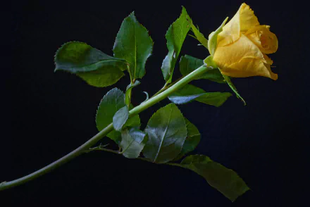 A vibrant yellow rose with green leaves against a dark background, captured in stunning 4K Ultra HD for a detailed nature-themed desktop wallpaper.