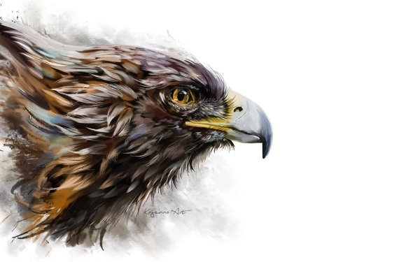 Animal Eagle Birds Eagles Beak Bird Bird Of Prey HD Wallpaper | Background Image