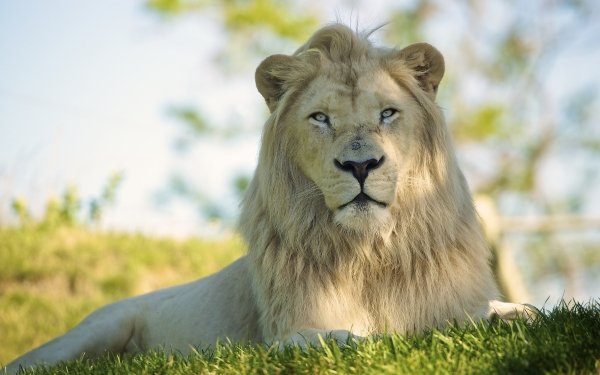 Animal Lion Cats Sunny HD Wallpaper | Background Image