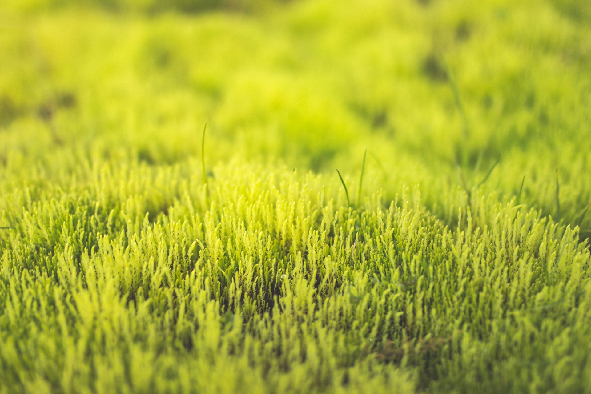 Download Blur Macro Nature Green Grass 4k Ultra HD Wallpaper