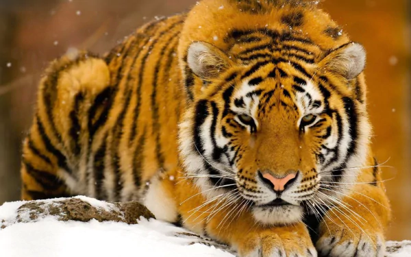  Siberian Tiger in the Snow