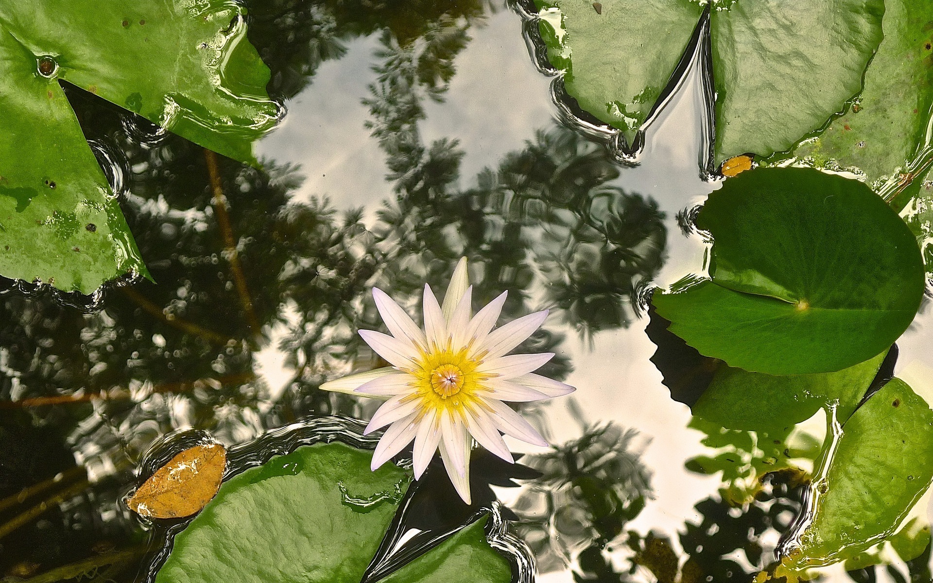 Water Lily HD Wallpaper | Background Image | 1920x1200