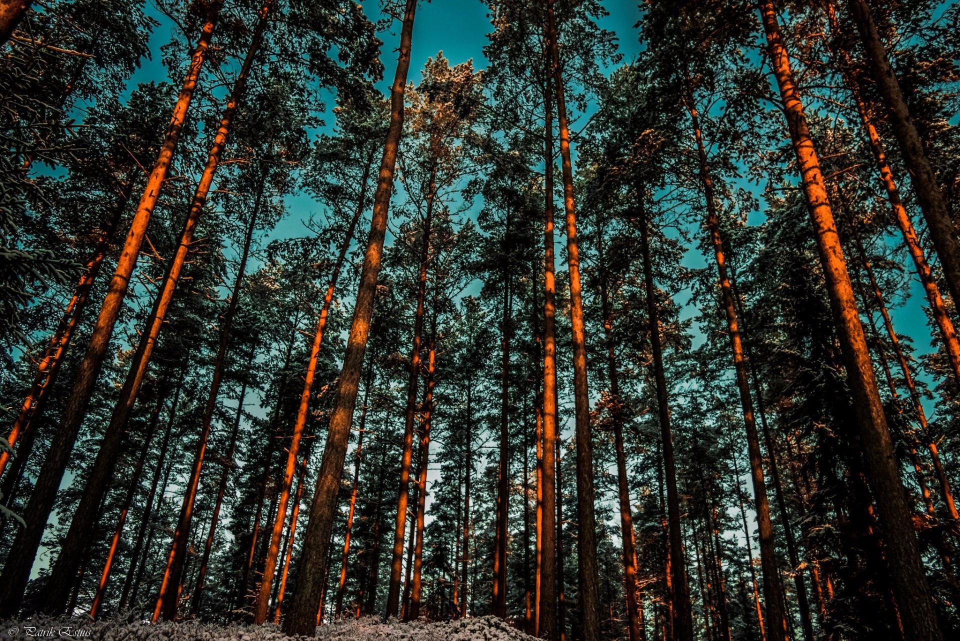 Tall Forest Trees