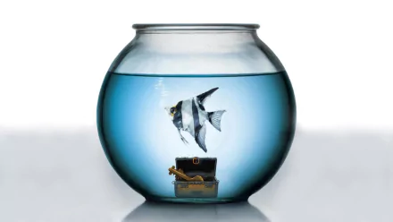 movie A Fish Called Wanda HD Desktop Wallpaper | Background Image