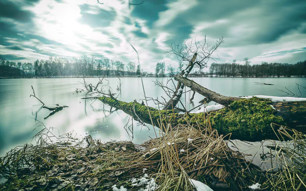 log winter nature lake HD Desktop Wallpaper | Background Image