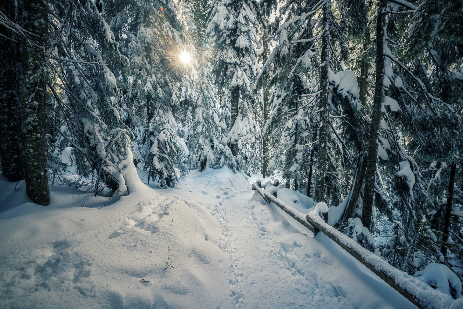 Download Forest Snow Winter Nature Path HD Wallpaper | 2048x1367 ...