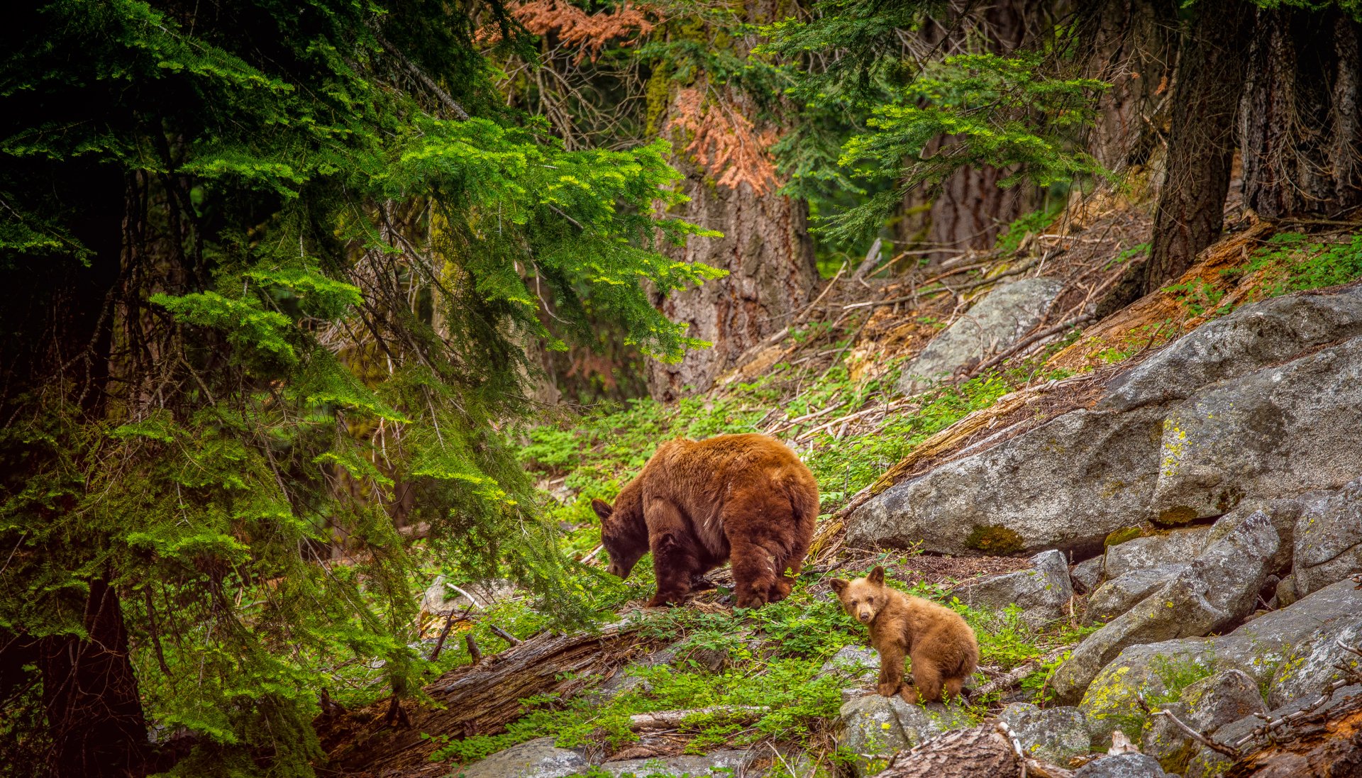 Sequoia National Park Cubs HD Wallpaper 3500x2000 Wallpaper Abyss