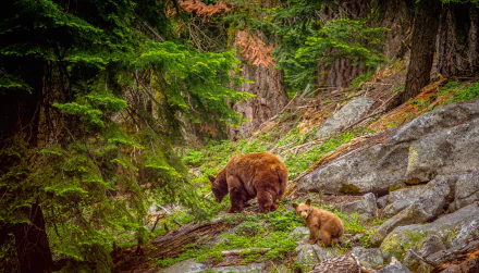 A high-definition desktop wallpaper featuring a brown bear and her cub wandering through the lush forest of Sequoia National Park.