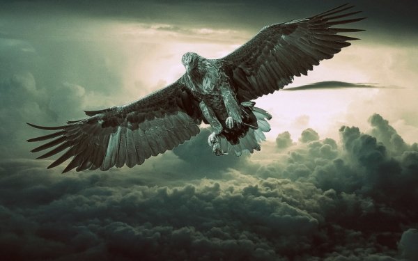 Eagle HD Wallpaper | Background Image | 1920x1080 | ID:555367 ...