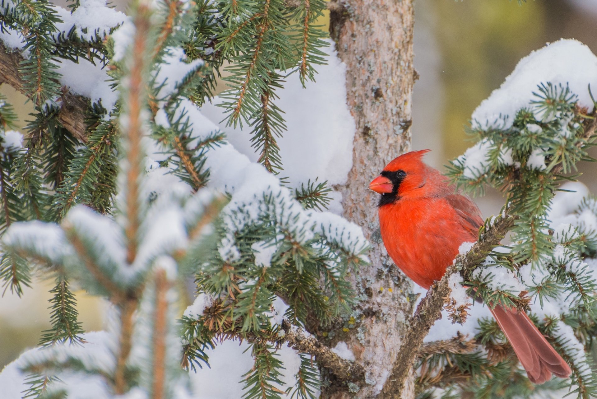 A vibrant northern cardinal perched on a snow-covered branch in winter, captured in HD as a PC desktop wallpaper and background.