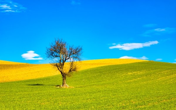 Earth Tree Trees Nature Lonely Tree Field Summer Hill HD Wallpaper | Background Image