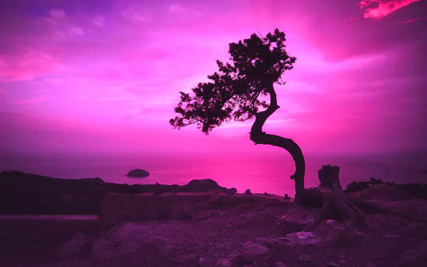HD desktop wallpaper of a twisted tree silhouetted against a vibrant pink and purple dusk sky over a Greek landscape by the sea.