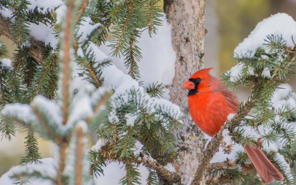 A vibrant northern cardinal perched on a snow-covered branch in winter, captured in HD as a PC desktop wallpaper and background.