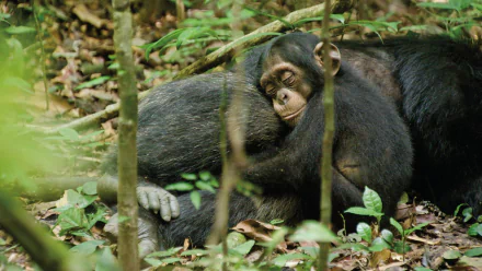 movie chimpanzee HD Desktop Wallpaper | Background Image