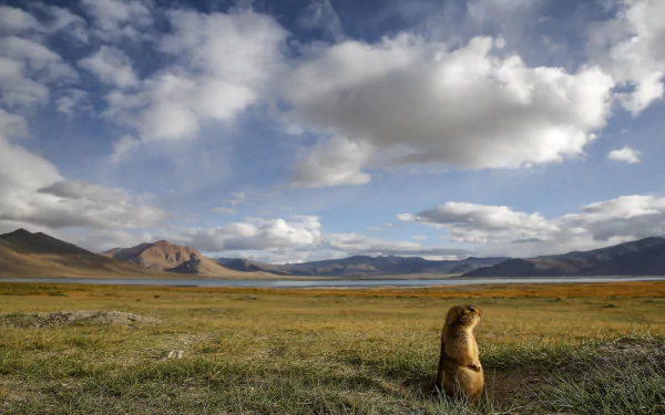 HD desktop wallpaper of a marmot (rodent) sitting on grassy plain beneath a cloud-filled sky with distant mountains — a tranquil landscape animal background.
