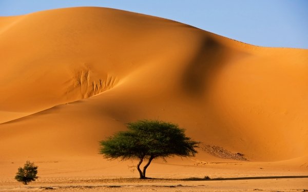 Nature Desert Tassili N'Ajjer Algeria Africa Dune Sand Sahara Tree Landscape HD Wallpaper | Background Image