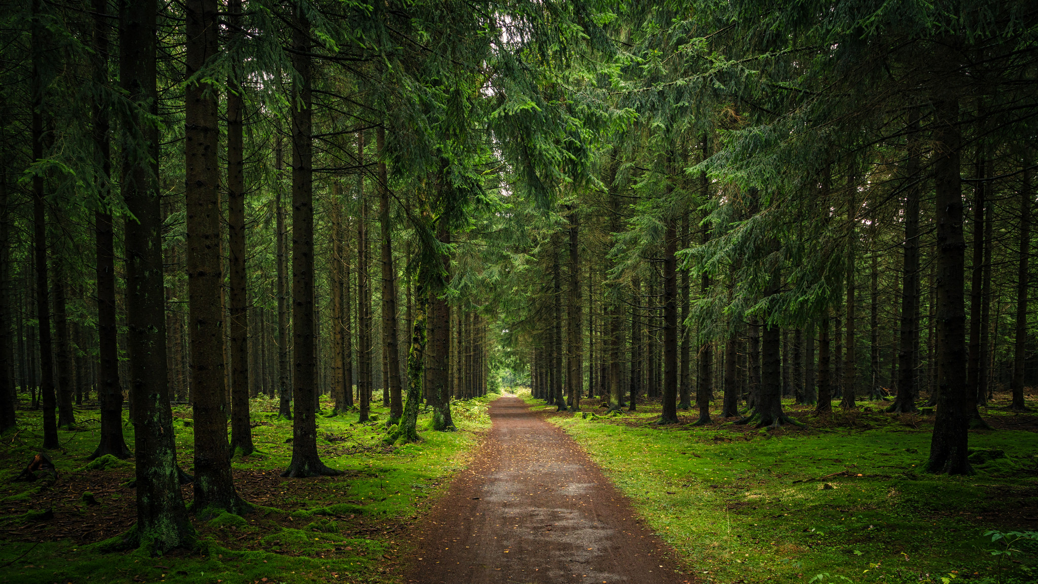 Download Green Tree Forest Dirt Road Road Nature Path HD Wallpaper