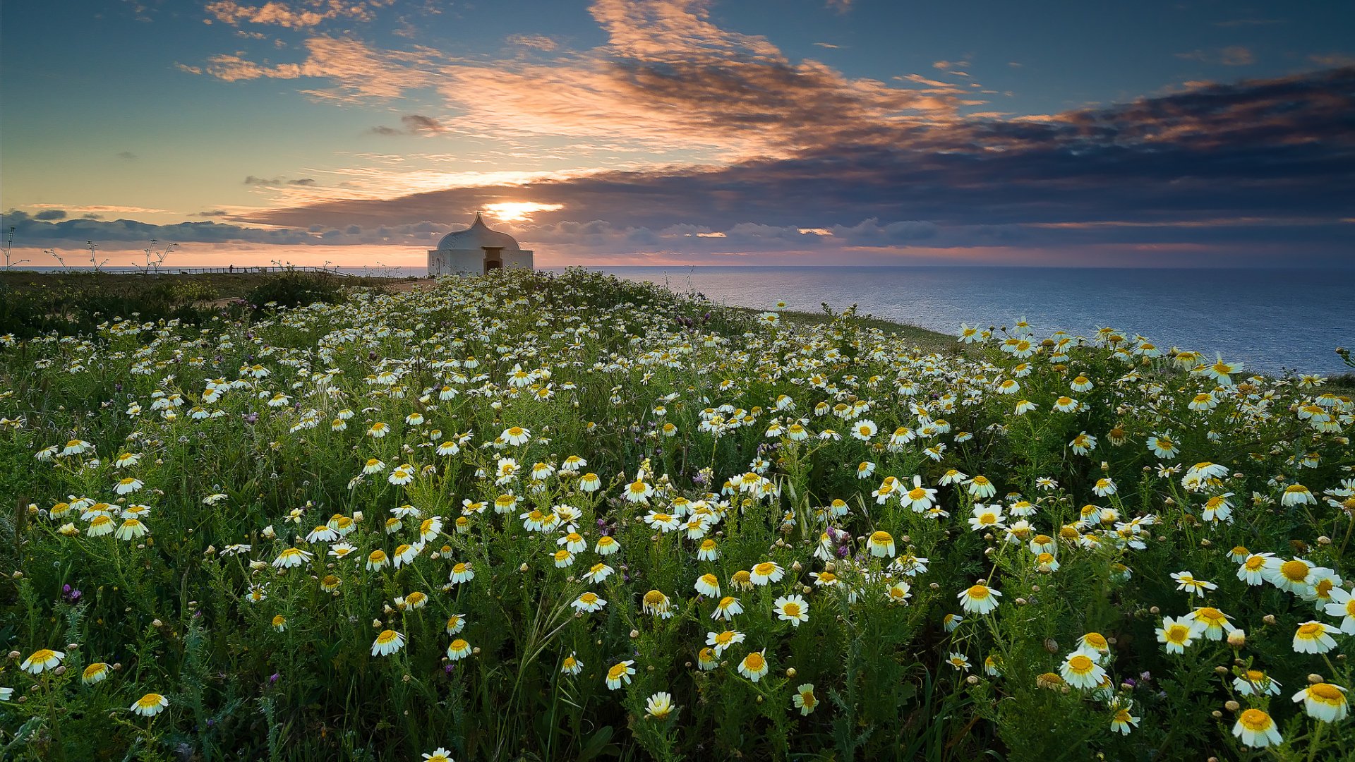 HD desktop wallpaper: a field of white camomile flowers on the Portuguese coast, a small white building on the horizon above the sea under a dramatic sunset sky.