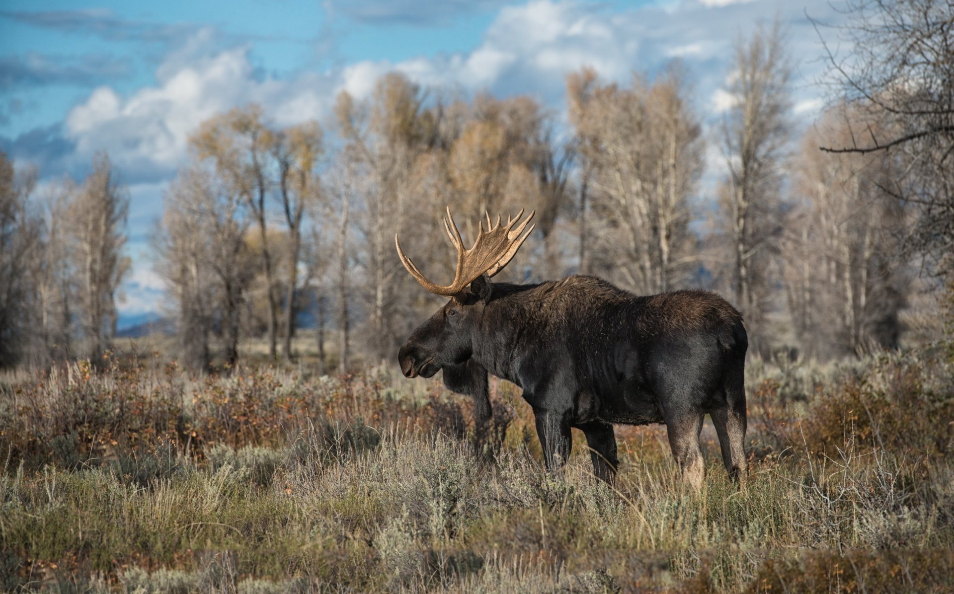 Moose HD Wallpaper | Background Image | 2560x1595