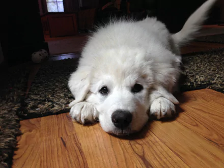  Great Pyrenees Puppy