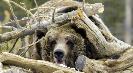 log Animal bear HD Desktop Wallpaper | Background Image