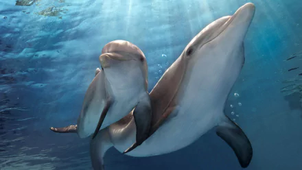 dolphin movie Dolphin Tale 2 HD Desktop Wallpaper | Background Image