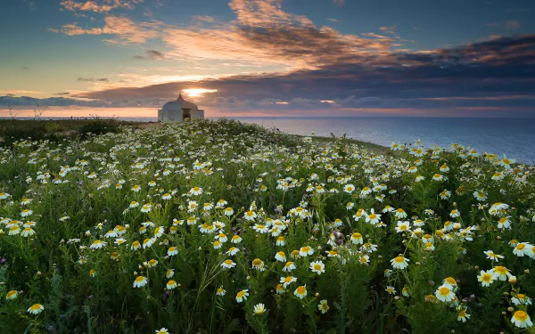 HD desktop wallpaper: a field of white camomile flowers on the Portuguese coast, a small white building on the horizon above the sea under a dramatic sunset sky.