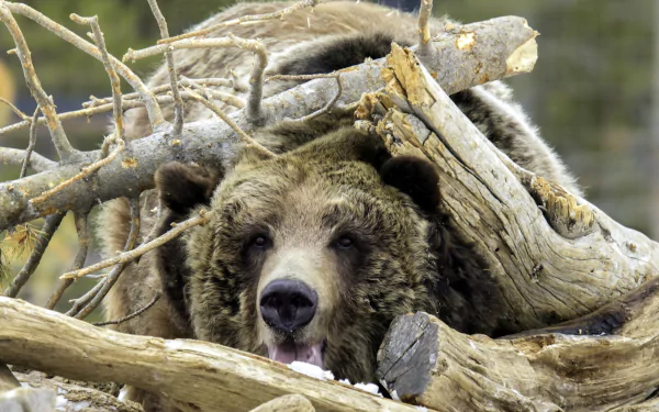 log Animal bear HD Desktop Wallpaper | Background Image