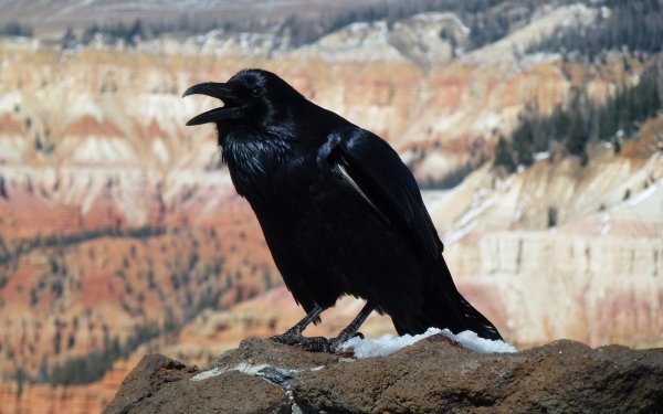 Animal Raven Birds Crows Bird HD Wallpaper | Background Image