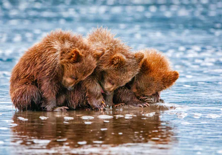  Brown Bear Cubs