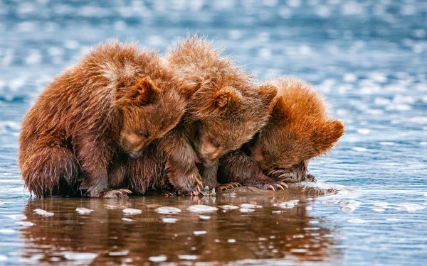 Animal Bear Bears Brown Bear Cub HD Wallpaper | Background Image