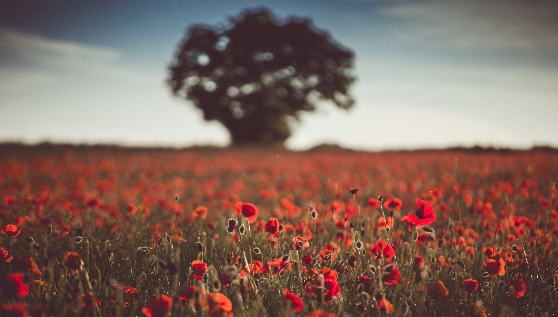 Download Red Flower Nature Depth Of Field Summer Flower Poppy HD ...